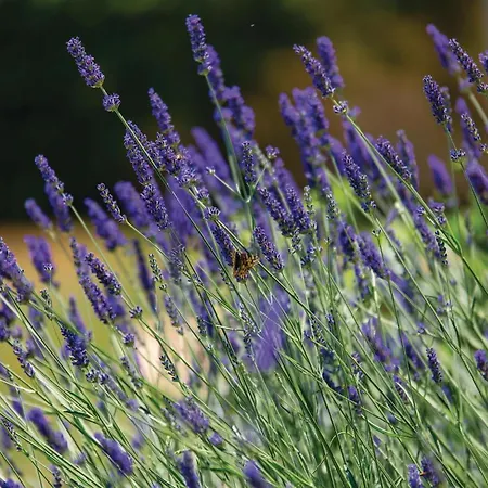 Nice Home In Brsec With House Sea View Vikendica *